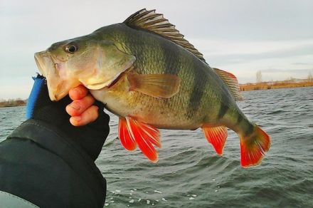 База Сямозеро