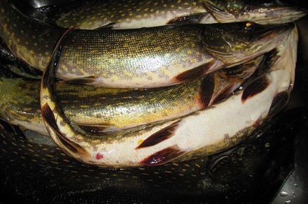 База Сямозеро