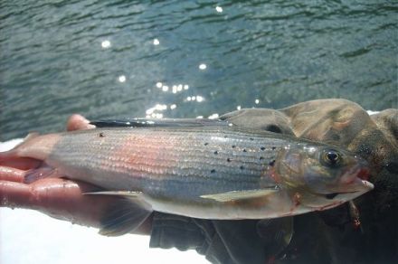 Рыбалка на реке Катунь