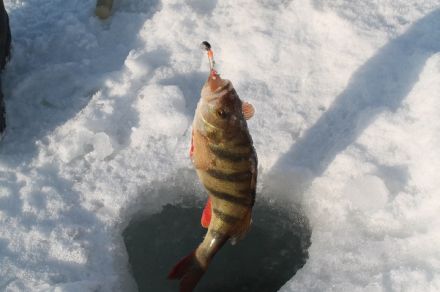 Зимняя рыбалка на Пане
