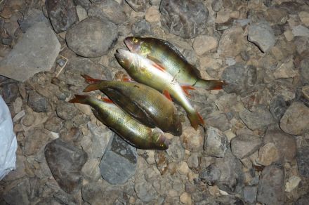 Рыбалка на реке Пага на хариуса, Республика Коми