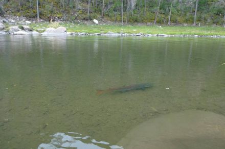Рыболовно-туристический сплав по р. Дэлгер-Мурен