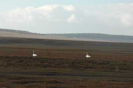 Рыболовно-туристический сплав по р. Дэлгер-Мурен