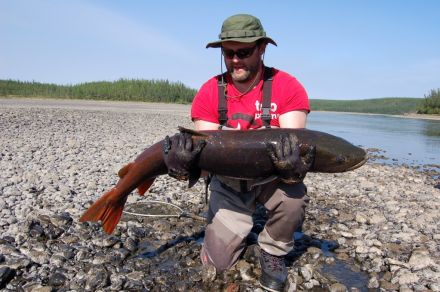 Охота на большого тайменя на реке Мойеро