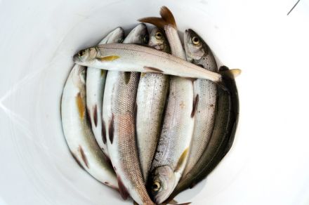 Рыболовный круиз, рыбалка на спиннинг в Чивыркуйском заливе