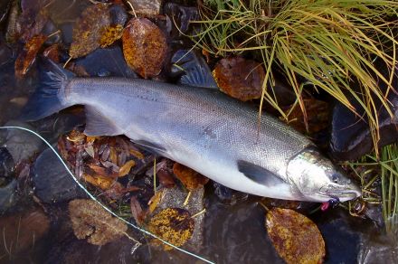 Рыболовный тур на реку Харлузова