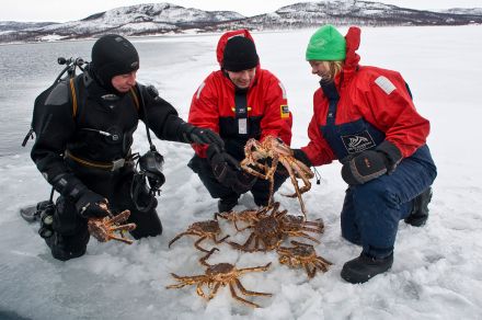 Крабовое сафари и рыбалка на севере Норвегии