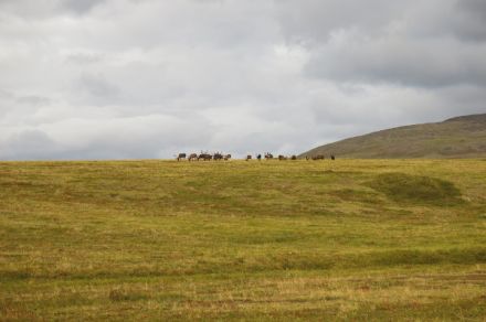Уникальный тур по Чукотке. Река Паляваам-Чаунская Губа.