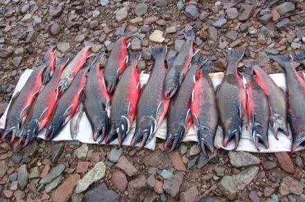 Уникальный тур по Чукотке. Река Паляваам-Чаунская Губа.