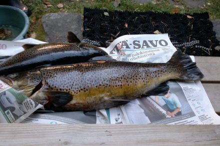 Коттеджный центр Руокка