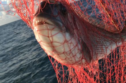 Морской рыболовный тур в Италии в Тирренском море