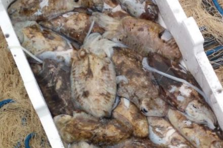Морской рыболовный тур в Италии в Тирренском море