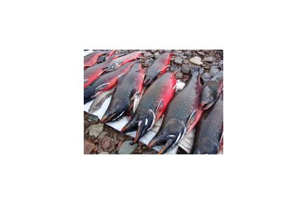 Рыболовный тур по Чукотке. Сплав по реке Паляваам плюс озеро Эльгыгытгын