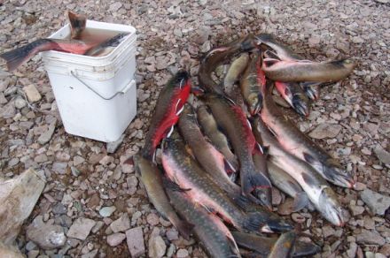 Рыболовный тур по Чукотке. Сплав по реке Паляваам плюс озеро Эльгыгытгын