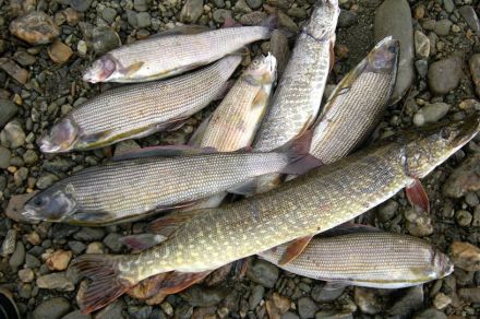 Полярный Урал, река Тыкотлова рыбалка Хариус