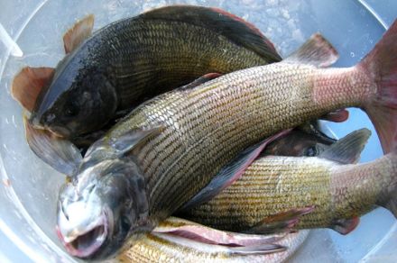 Полярный Урал, река Тыкотлова рыбалка Хариус