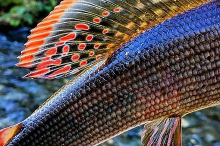 Рыбалка сплав в Красноярском крае