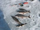Зимняя рыбалка на хариуса Кольского полуострова