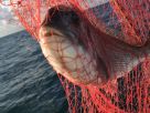 Морской рыболовный тур в Италии в Тирренском море