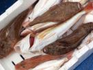 Морской рыболовный тур в Италии в Тирренском море