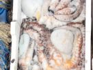 Морской рыболовный тур в Италии в Тирренском море