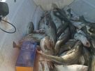Морская рыбалка на катерах "Рында", "Ушаков" и "Екатерина" в Баренцевом море