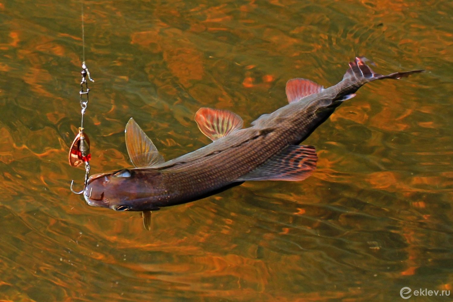 рыбалка на малых реках архангельской области