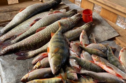 Трофейная рыбалка в Тыве